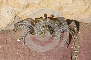 Ghost crabs are semiterrestrial crabs subfamily Ocypodinae. photo