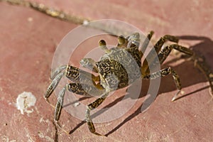 Ghost crabs are semiterrestrial crabs subfamily Ocypodinae. photo