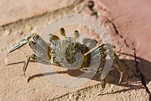 Ghost crabs are semiterrestrial crabs subfamily Ocypodinae. photo