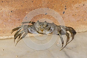 Ghost crabs are semiterrestrial crabs subfamily Ocypodinae. photo