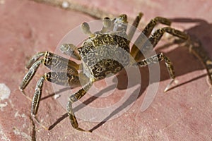 Ghost crabs are semiterrestrial crabs subfamily Ocypodinae. photo