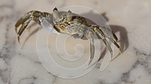 Ghost crabs are semiterrestrial crabs subfamily Ocypodinae. photo