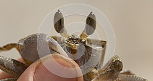 Ghost crabs are semiterrestrial crabs subfamily Ocypodinae. photo