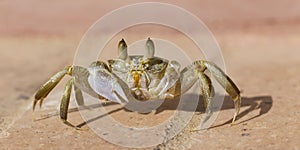 Ghost crabs are semiterrestrial crabs subfamily Ocypodinae. photo