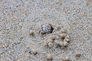 Ghost Crabs