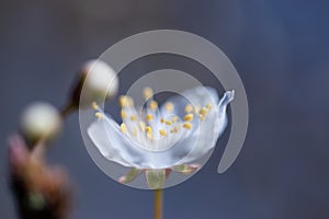 Ghost flower background with etheric cherry blossom