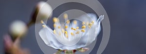 Ghost flower web banner with etheric cherry blossom