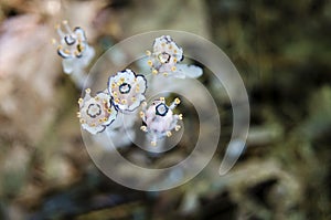 Ghost Flowers Monotropa Uniflora