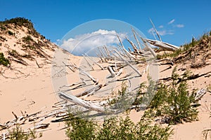 Ghost Forest of Sleeping Bear Dunes