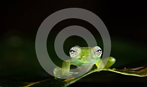 Ghost glass frog, aka Limon giant glass frog Sachatamia ilex