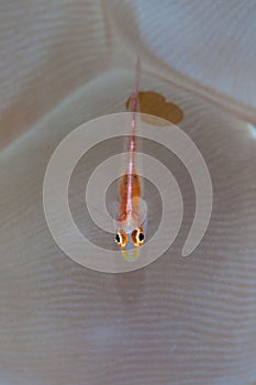 Ghost Goby on Bubble Coral in Indonesia