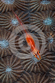 Ghost Goby on Coral Polyps