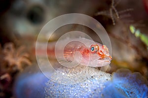 Ghost goby with eggs