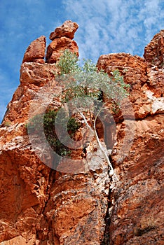 Ghost Gum (Corymbia aparrerinja)