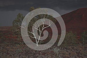 Ghost gum eucalyptus tree in storm at night