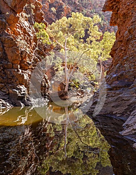 ghost gum and its reflection at serpentine gorge in tjoritja - west macdonnell national park of the northern territory