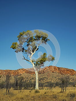 Ghost Gum in outback central Australia