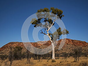 Ghost Gum tree in Central Australia