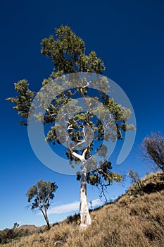 Ghost Gum Tree