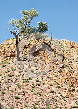 Ghost gum Tree in West Mac ranges