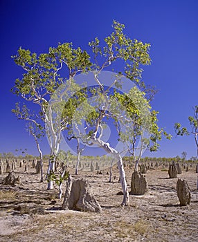 Ghost gum trees and termite mound.