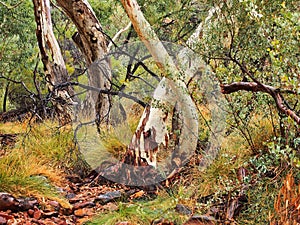 Ghost Gum White Eucalyptus Trees, Kings canyon, Australia