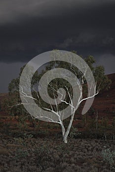 Eucalyptus ghost gum white tree stormy sky