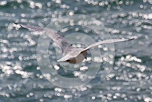 Ghost Lake gull
