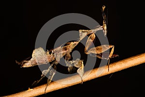 Ghost mantis in the dark