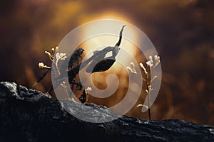 Ghost mantis, macro art, mantis