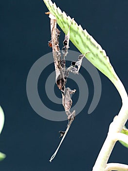 Ghost mantis - Phyllocrania paradoxa