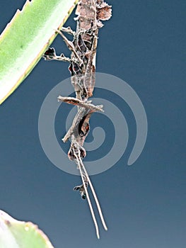 Ghost mantis - Phyllocrania paradoxa