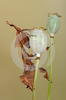 Ghost Mantis, Phyllocrania paradoxa