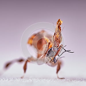 Ghost mantis Phyllocrania paradoxa