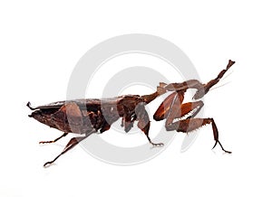 Ghost mantis in studio