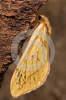 Ghost moth (Hepialus humuli) female