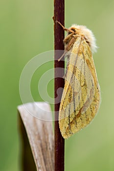 Ghost moth (Hepialus humuli) female at rest