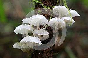 Ghost Mushroom - Marasmiellus candidus photo
