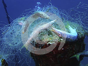 Ghost nets are commercial fishing nets that have been lost, abandoned, or discarded at sea.