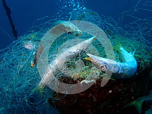 Ghost nets are commercial fishing nets that have been lost, abandoned, or discarded at sea.