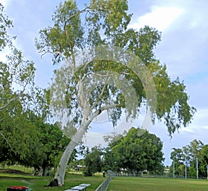 Magestic ghost gum tree against the blue tropical sky. Darwin, NT Australia photo