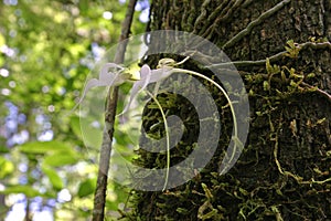 Ghost Orchid - Dendrophylax lindenii - in Fakahatchee Strand, Florida.