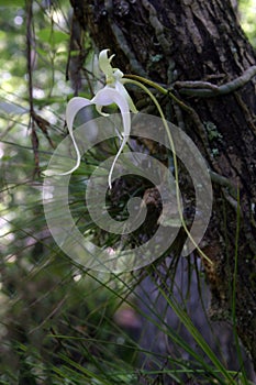 Ghost Orchid - Dendrophylax lindenii - in Fakahatchee Strand, Florida.