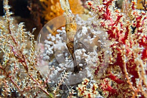 Ghost pipe fish