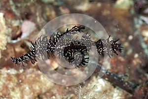 A picture of a ghost pipe fish
