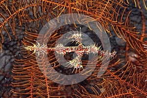 A picture of a ghost pipe fish