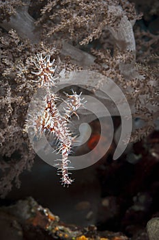 A picture of a ghost pipe fish