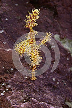 Ghost Pipefish