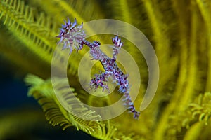 Ghost pipefish