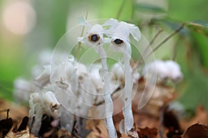 Ghost plant or Indian pipe